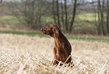 SETTER IRLANDAIS 356